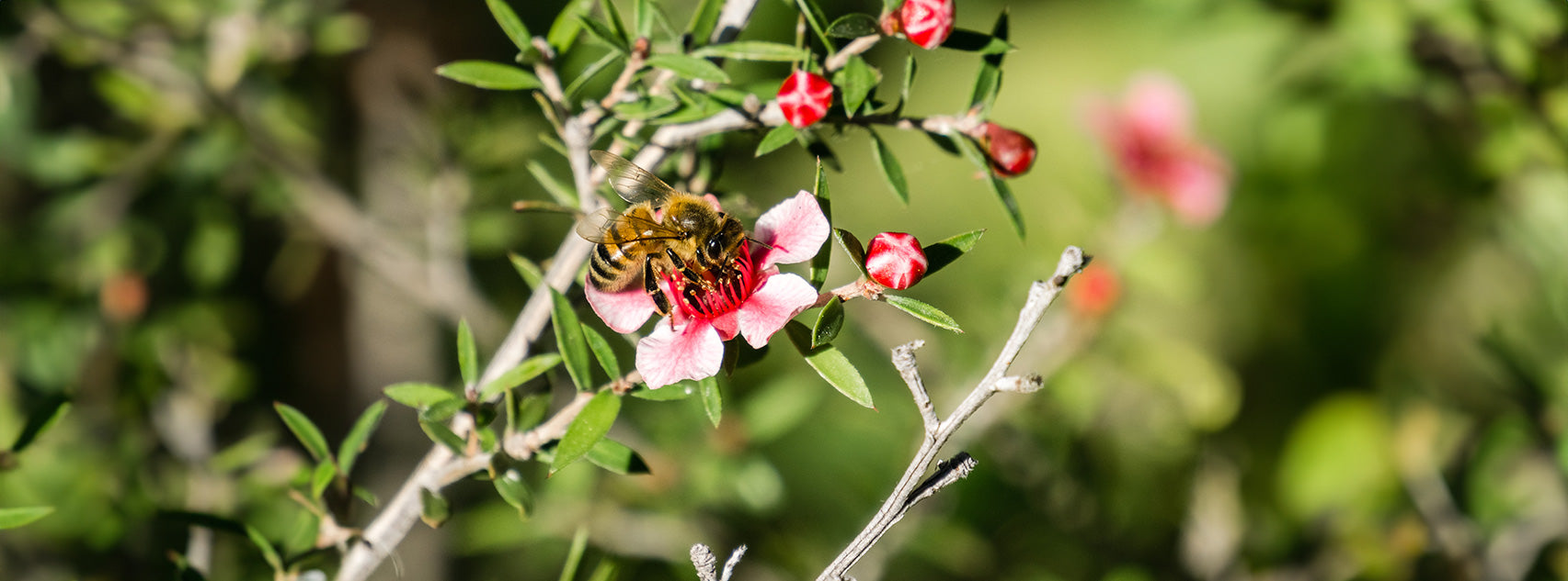 Revealing the Power of Manuka: Nature's Healing Honey