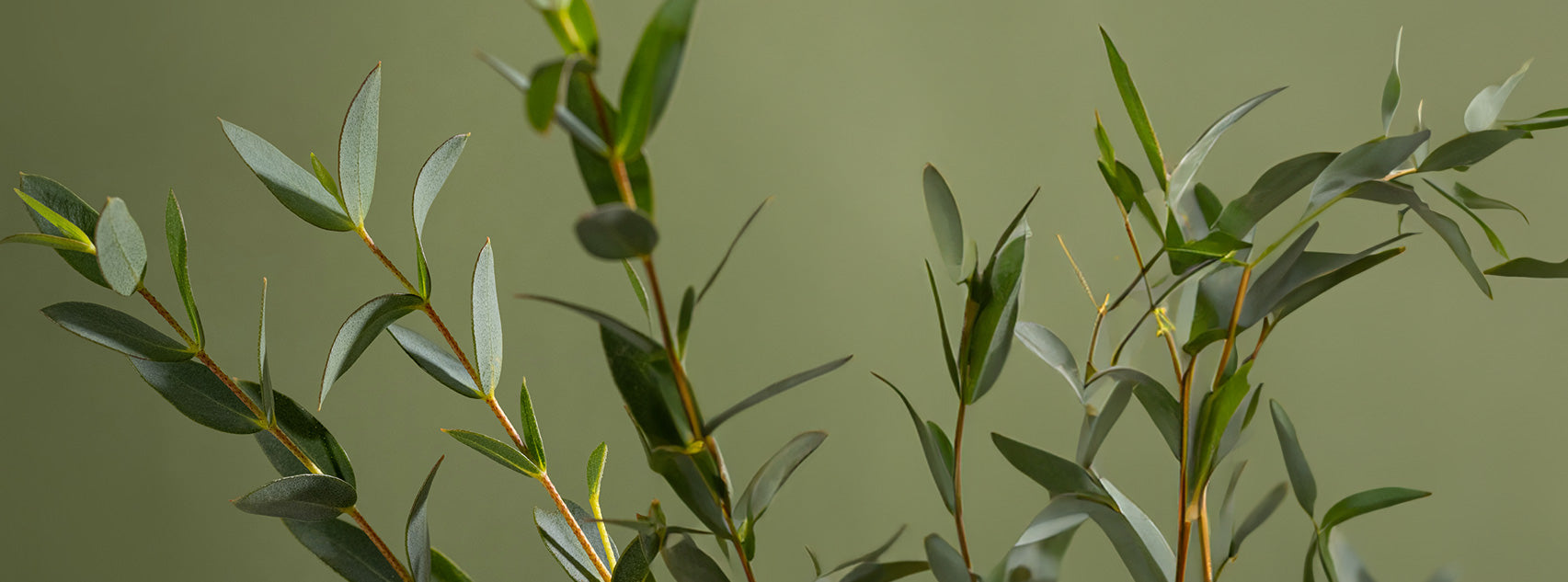 Unlocking the Potential of Eucalyptus Essential Oil: Nature's Respiratory Remedy