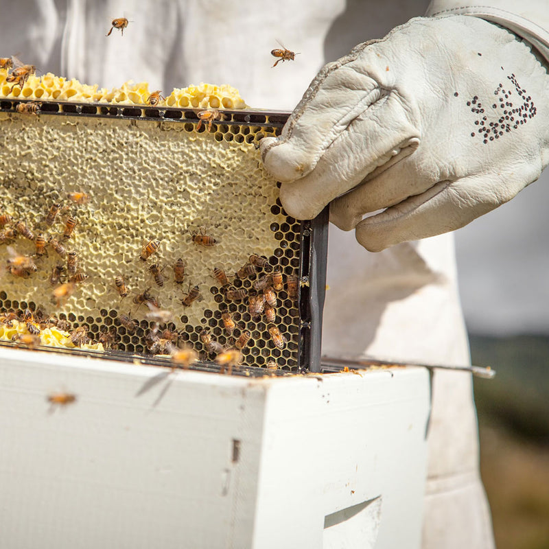 Raw Manuka Honey UMF 15+ MGO 515+