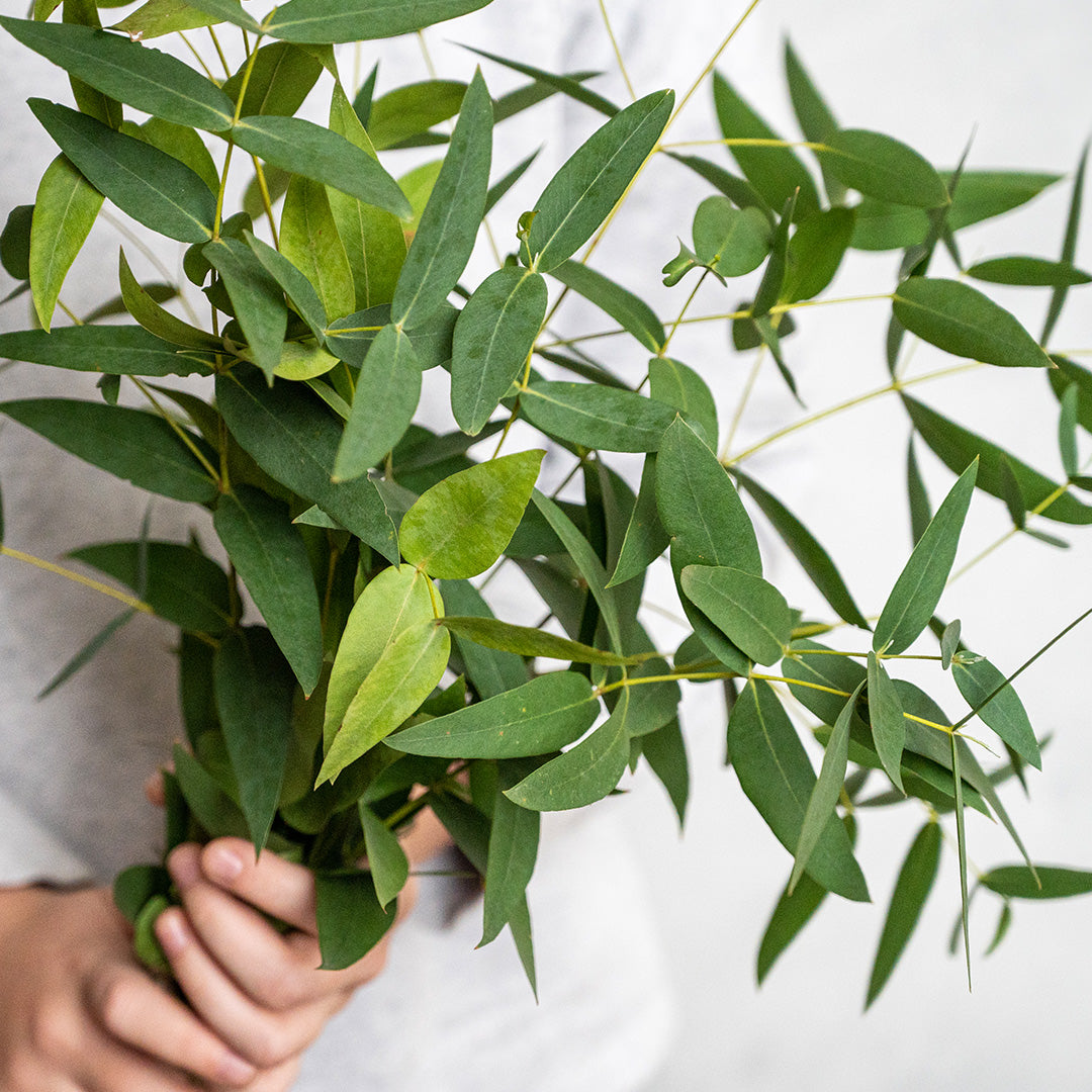 Immune Restart, Organic Essential Oil Blend