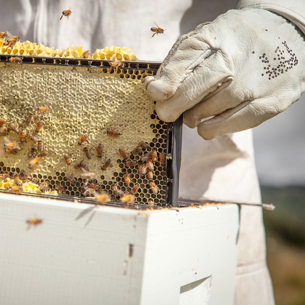 Beekeeper harvesting manuka honeycomb