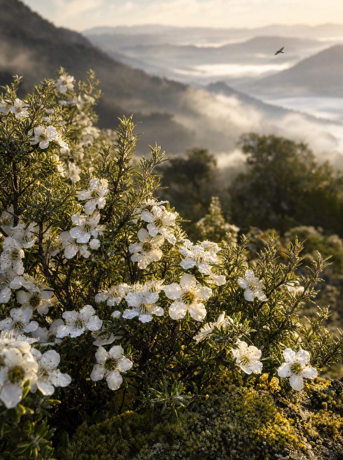 Wild manuka forest in New Zealand where the honey is sourced