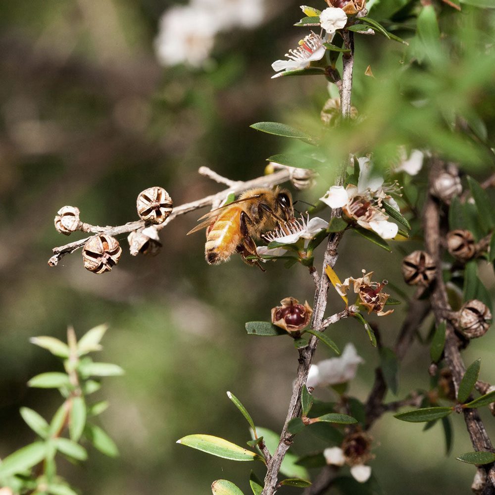 Honeybee on a white manuka flower